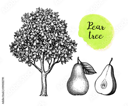 Ink sketch of pear.