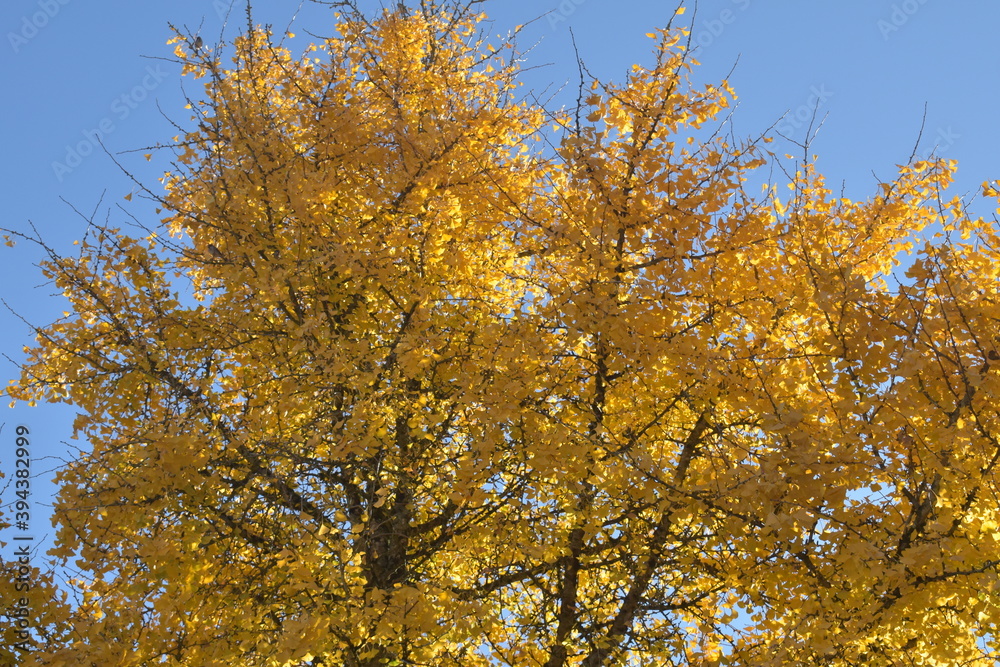 autumn genko leaves in the sky