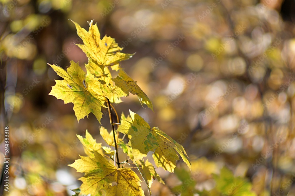 Żółte liście klonu późną jesienią. Ładny kremowy, delikatnie zakręcony bokeh - obrazy, fototapety, plakaty 