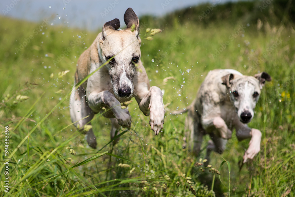 Fototapeta premium Whippets rennen