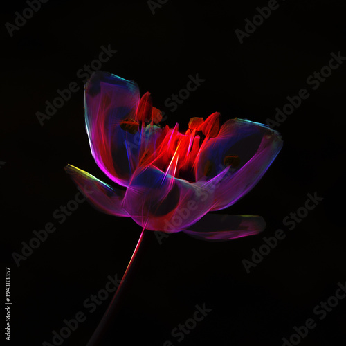 Glassy neon glowing Flowering Rush flower close up against black background