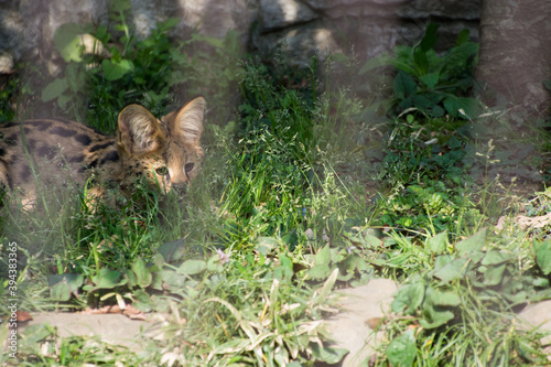 サーバルのこども photo