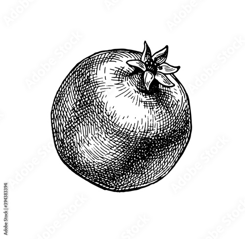 Ink sketch of pomegranate.