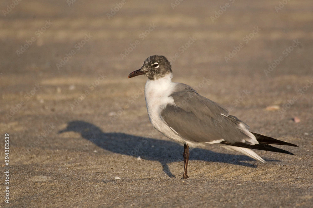 Laughing Gull, Leucophaeus atricilla, on sand Laughing Gull, Leucophaeus atricilla, on sand