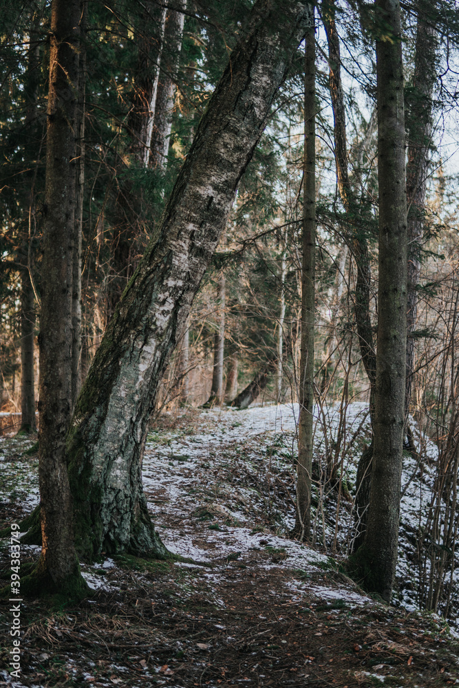 Fototapeta premium footpath in the woods