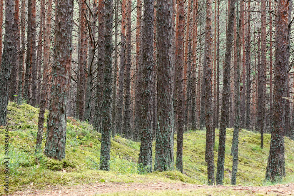 Obraz premium Coniferous forest in a nature park on the shores of the Baltic Sea in Latvia