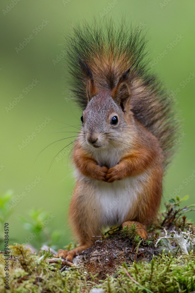 Eichhörnchen (Sciurus vulgaris) Eichhörnchen (Sciurus vulgaris)