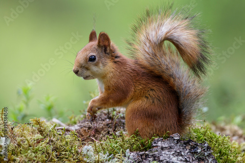 Eichhörnchen (Sciurus vulgaris)