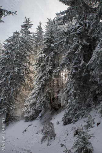Snow-covered trees in the winter forest and in the mountains.