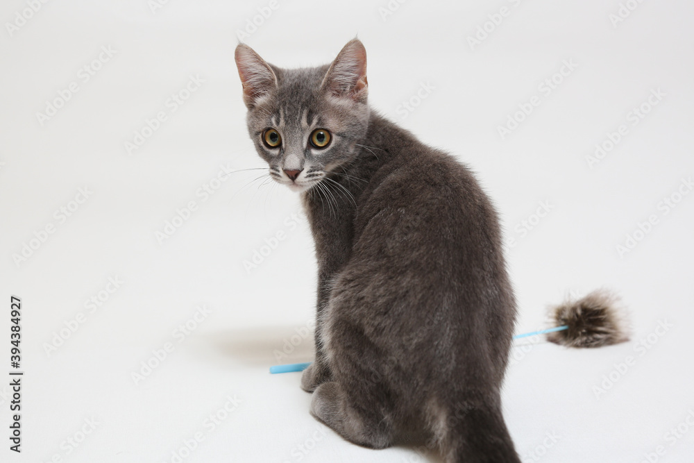 子猫 子猫