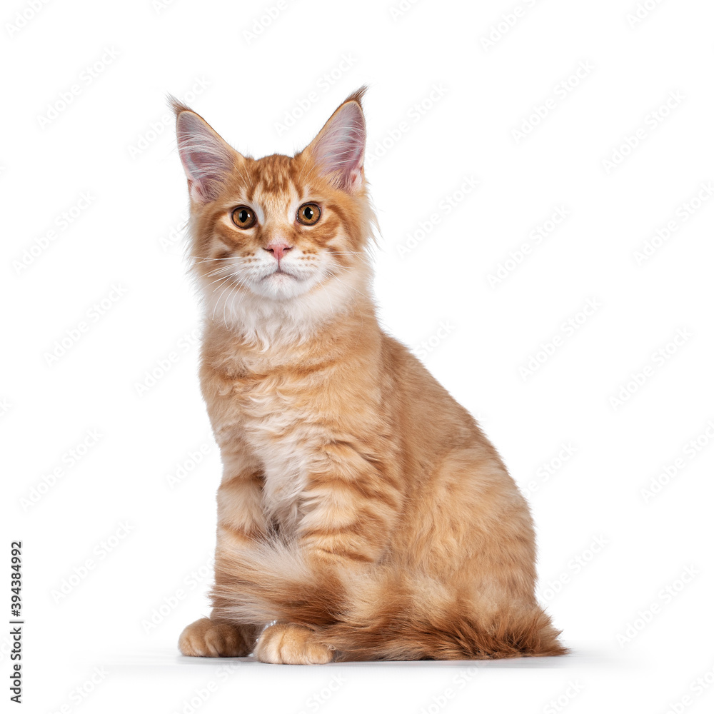 Handsome red (orange) Maine Coon cat kitten, sitting side ways. Tail curled around paws. Looking towards camera. Isolated on white background.