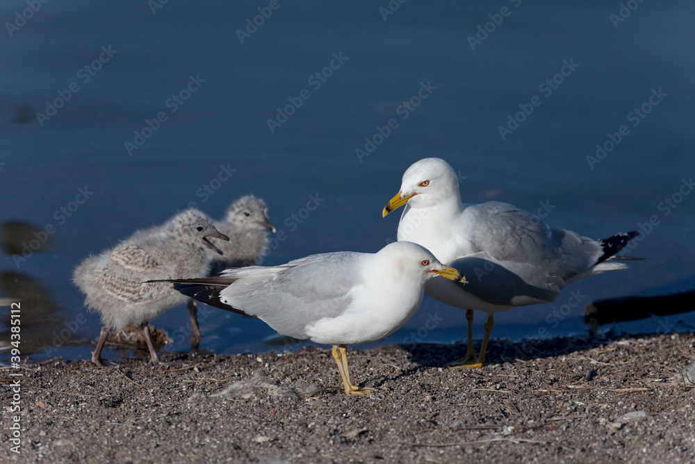 Ring billed Gull, Larus delawarensis, pair with chicks Ring billed Gull, Larus delawarensis, pair with chicks