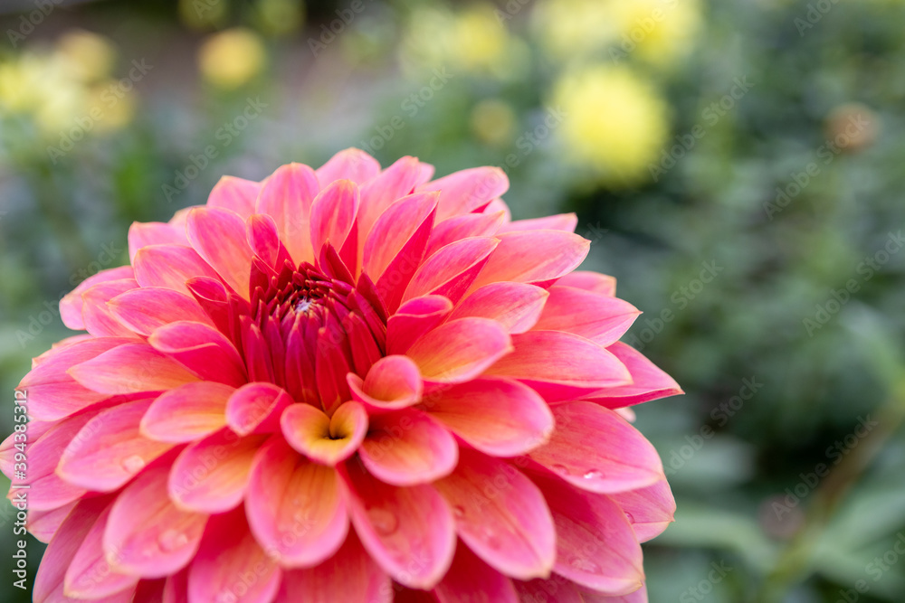 綺麗に咲くダリアの花 アンティークロマン 綺麗に咲くダリアの花 アンティークロマン