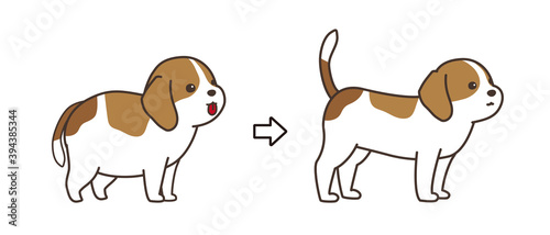 ダイエットに成功をした犬 before and after ビーグル犬