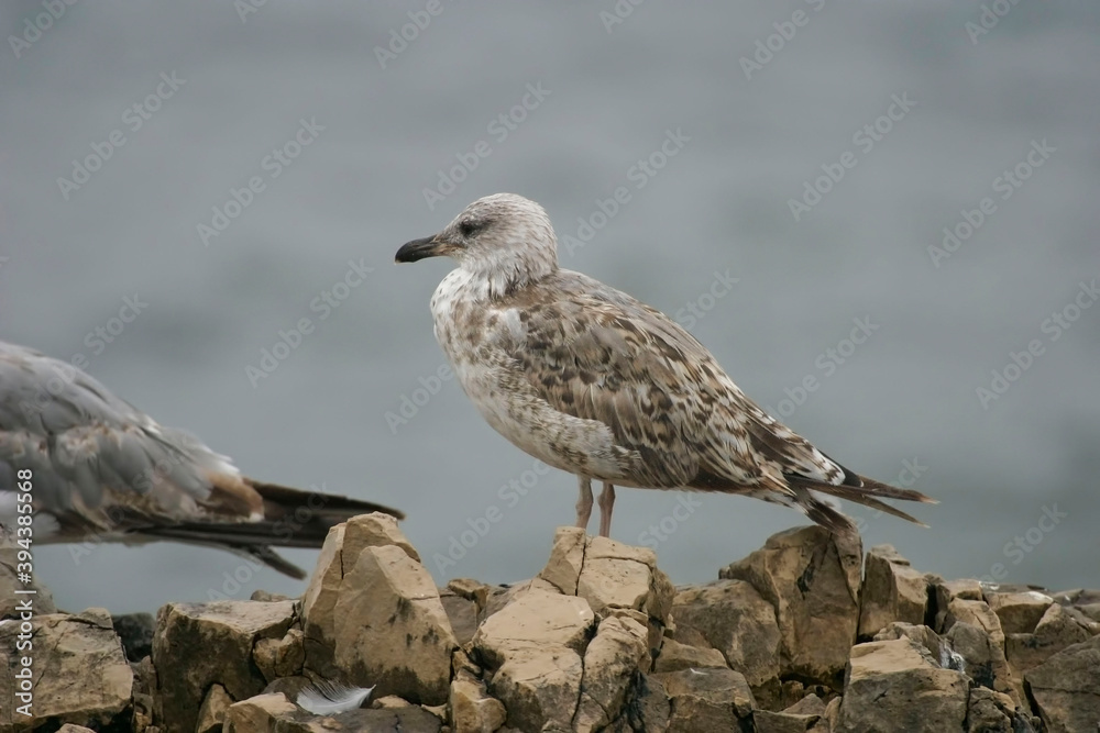Yellow-legged Gull, Larus michahellis, immature Yellow-legged Gull, Larus michahellis, immature