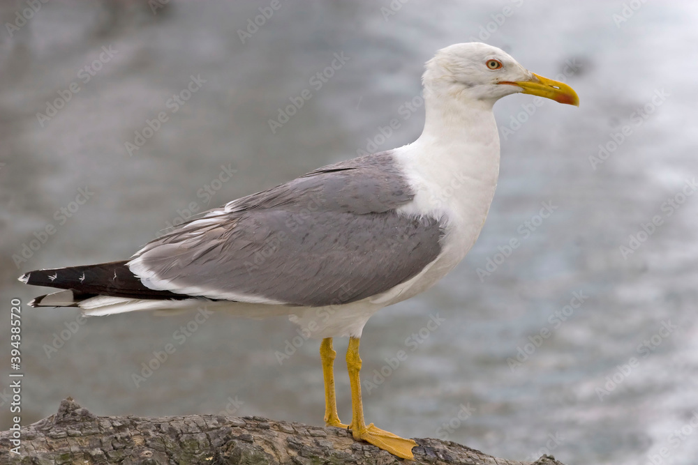 Yellow-legged Gull, Larus michahellis, by the sea