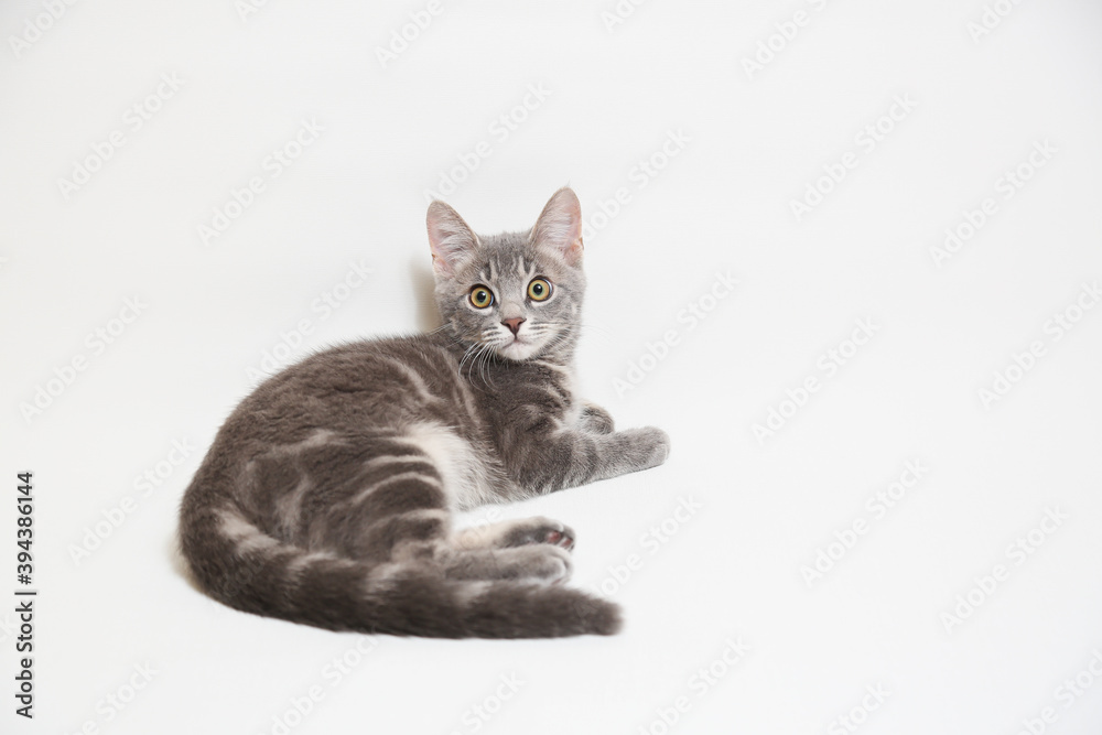 Fototapeta premium 子猫