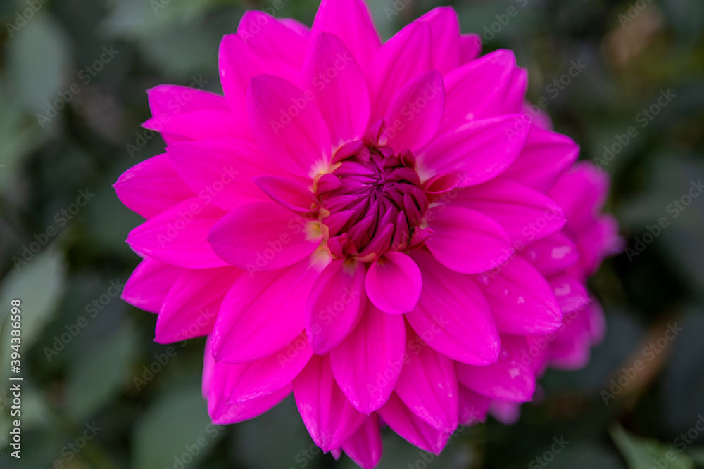 綺麗に咲くダリアの花 れいこ 綺麗に咲くダリアの花 れいこ
