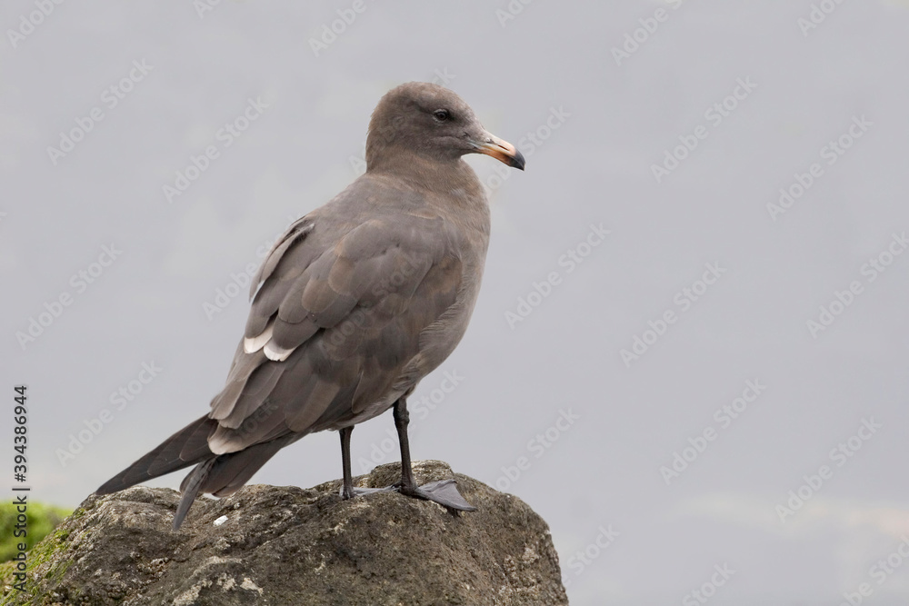 Heermann's Gull, Larus heermanni, second winter Heermann's Gull, Larus heermanni, second winter