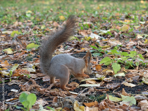 a squirrel digs through the autumn foliage in the Park in the fall.