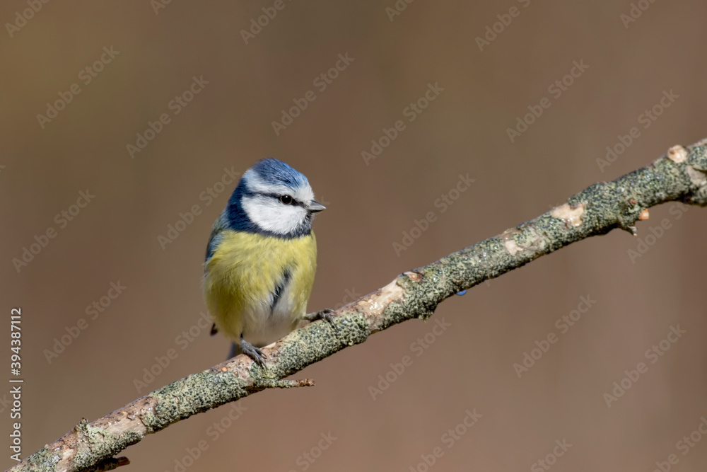 Obraz premium Mésange bleue