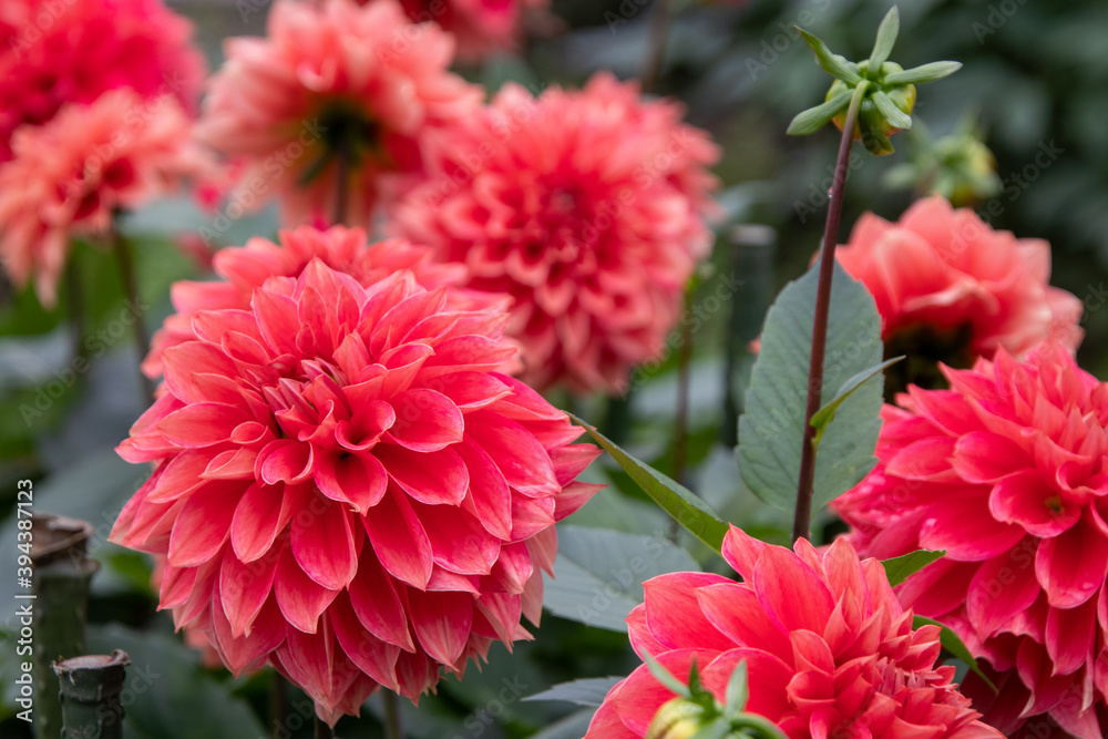 綺麗に咲くダリアの花 輝