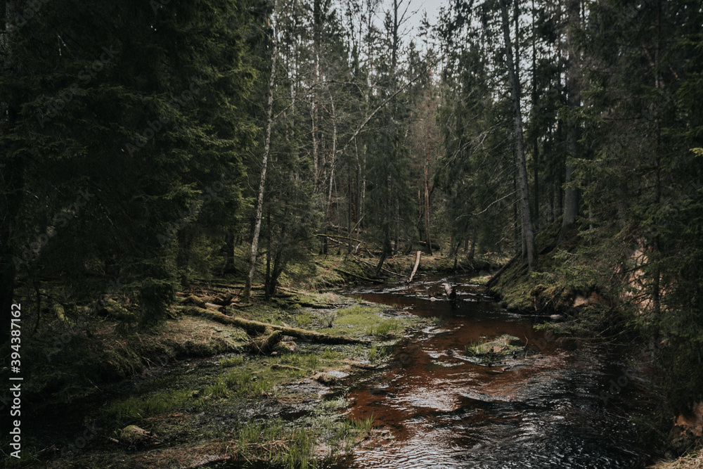 Fototapeta premium stream in the forest