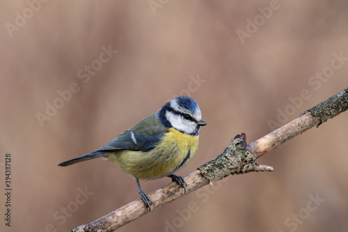 Mésange bleue © denis