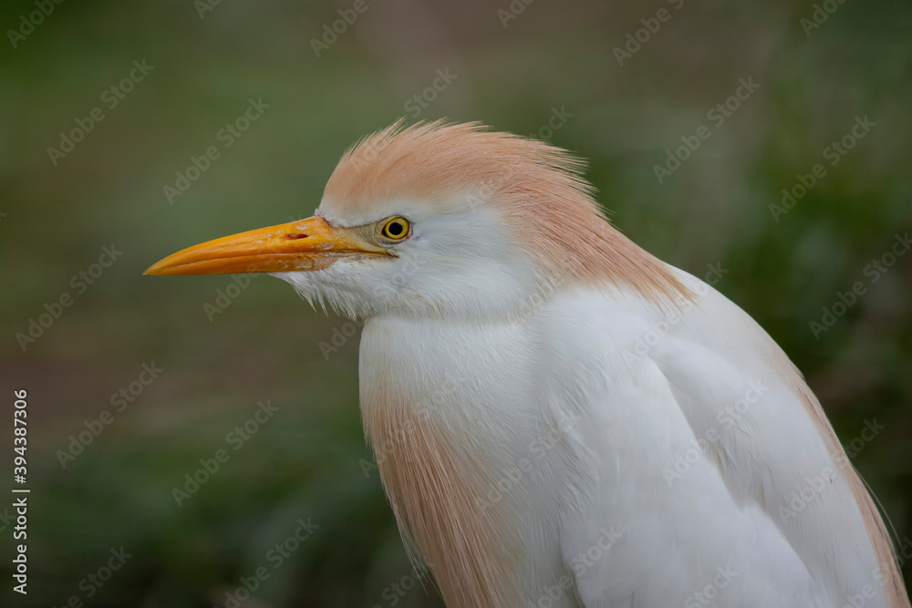 Obraz premium Héron garde-boeufs