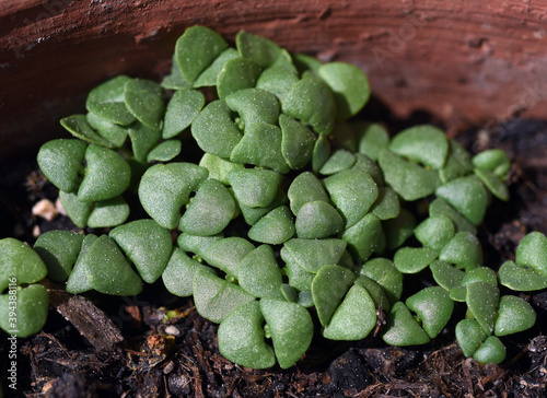 Basilikum, Ocimum, basilicum photo