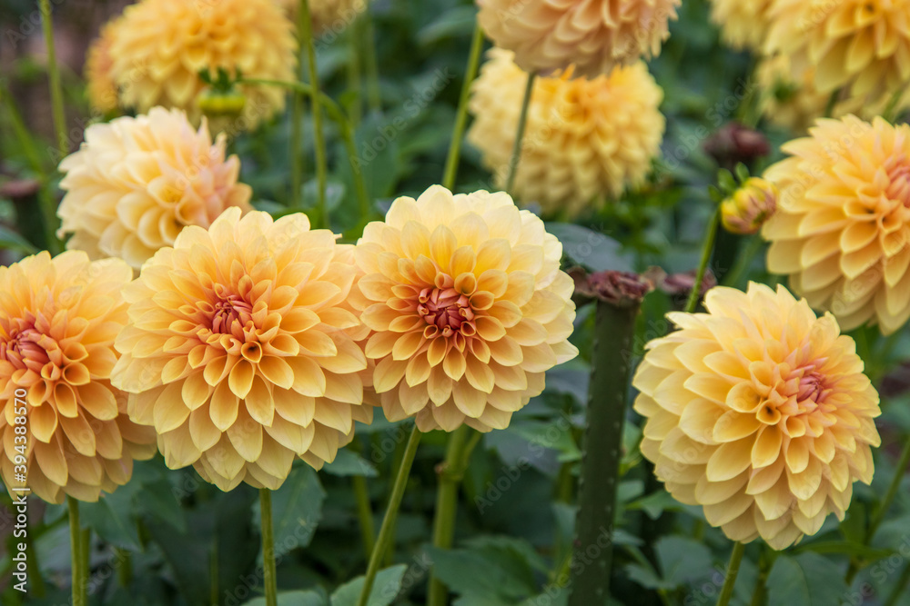 綺麗に咲くダリアの花 comel チョメル 綺麗に咲くダリアの花 comel チョメル