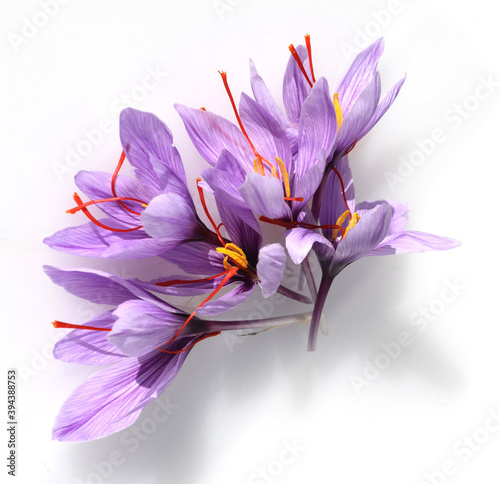 Safran, Crocus sativus, Heilpflanze photo