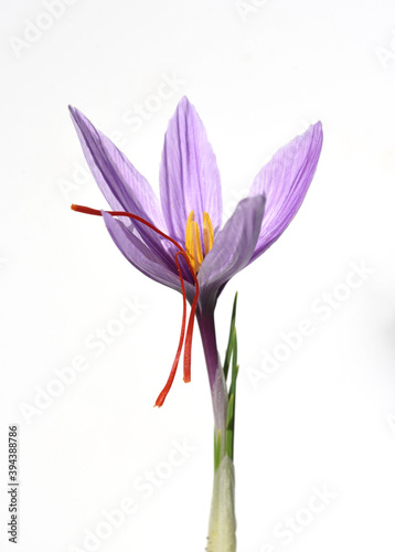 Safran  Crocus sativus  Heilpflanze