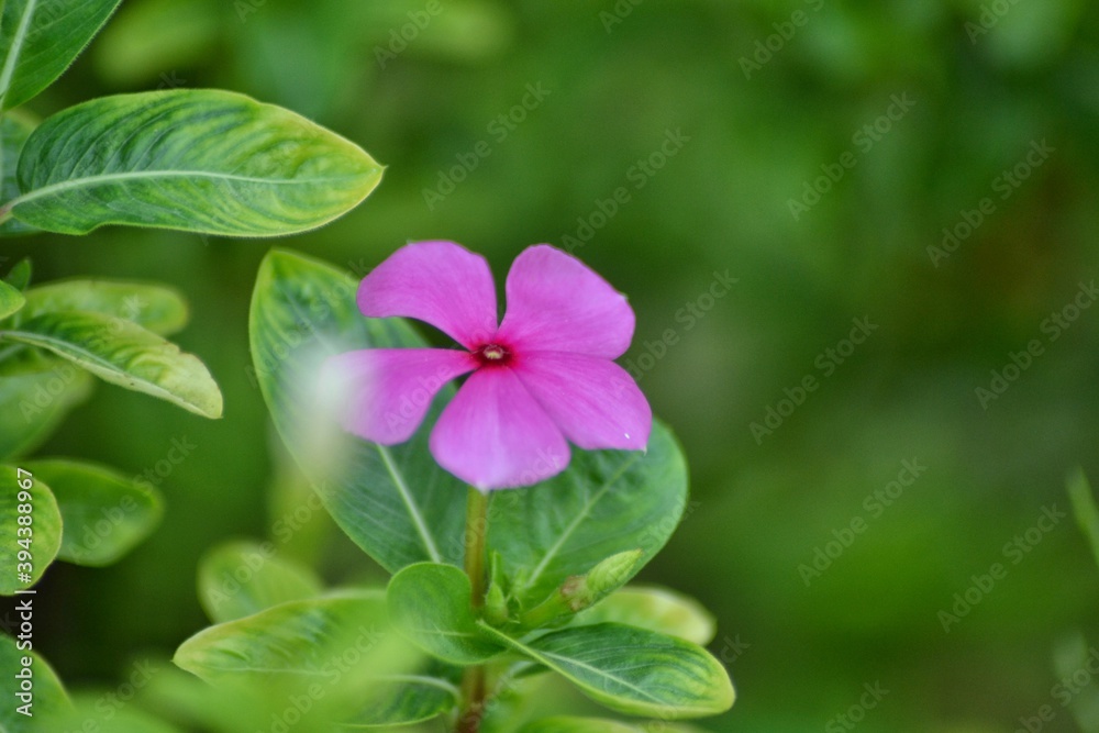 various small flowers are planted, with a bokeh background various small flowers are planted, with a bokeh background
