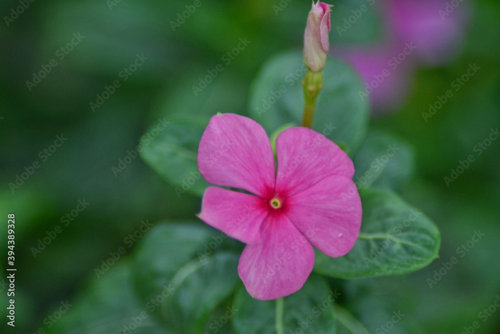 various small flowers are planted, with a bokeh background various small flowers are planted, with a bokeh background