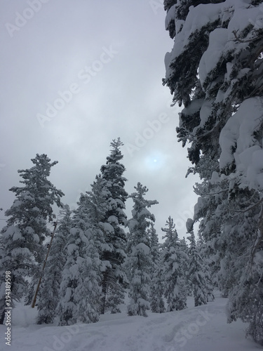 Moody winter scene with snow covered trees and a hint of the sun behind the clouds