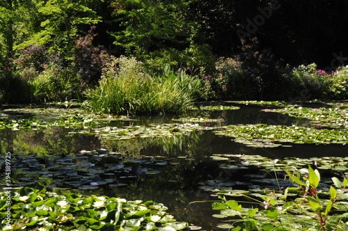 pond with flowers - Giverny - France