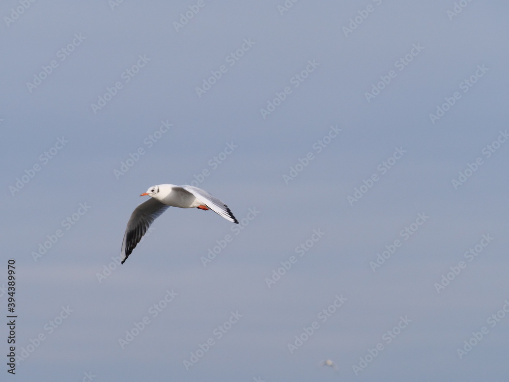 seagull in flight seagull in flight