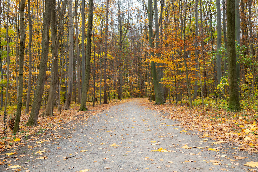walkway in a forest, green leafes, sunlight, autumn colors walkway in a forest, green leafes, sunlight, autumn colors