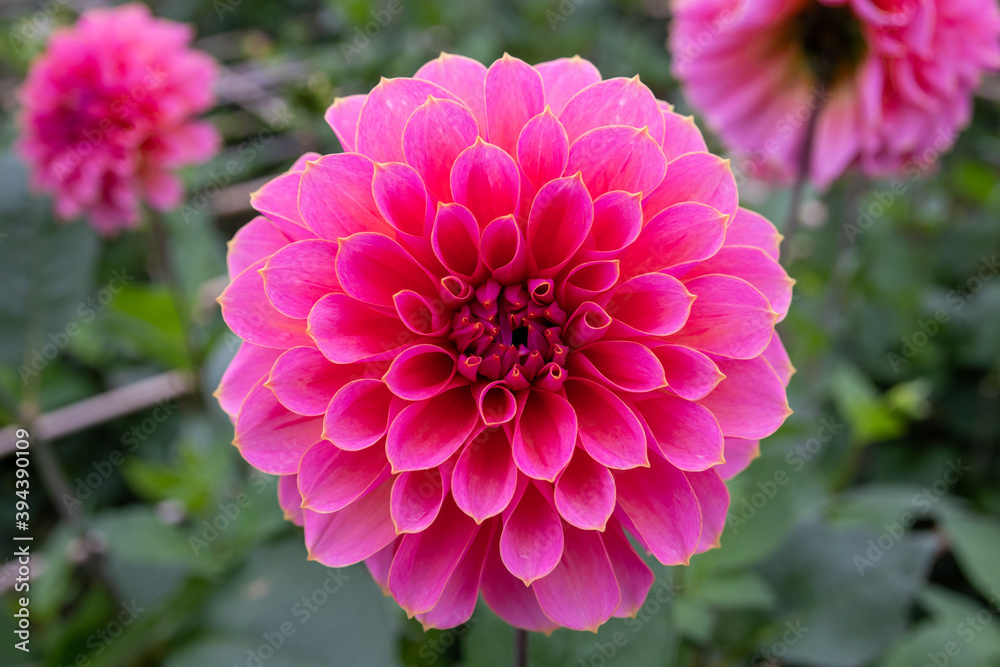 綺麗に咲くダリアの花 綸 いと 綺麗に咲くダリアの花 綸 いと