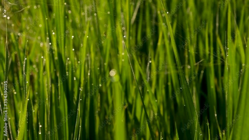 Fresh green Rice paddy fields with dew drop in the Morning. Organic farm agriculture concept. Fresh green Rice paddy fields with dew drop in the Morning. Organic farm agriculture concept.