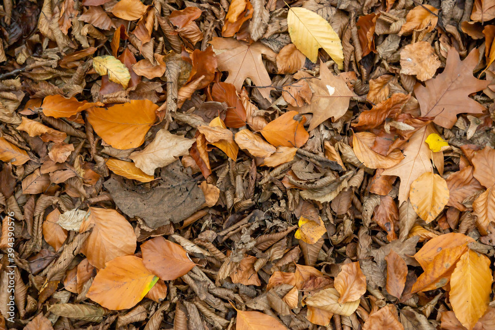 forest floor as background with wilted and dried up leaves in autumn
