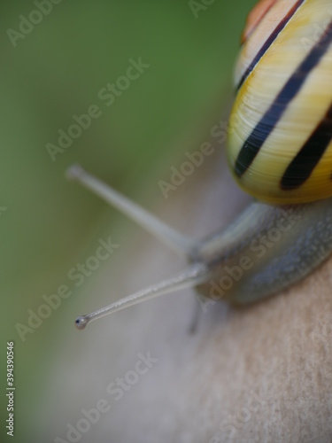 Escargot sur un champignon