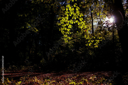 Autumn forrest 