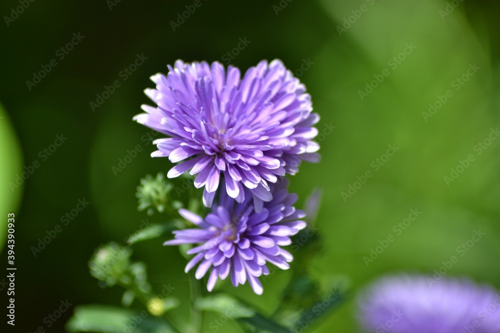 various small flowers are planted, with a bokeh background various small flowers are planted, with a bokeh background