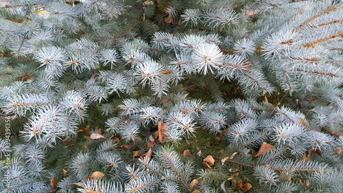 Background from branches of blue spruce. Young decorative pine tree. Ecology concept. Beautiful season landscape. Needles. Environment protection. Green fir. photo