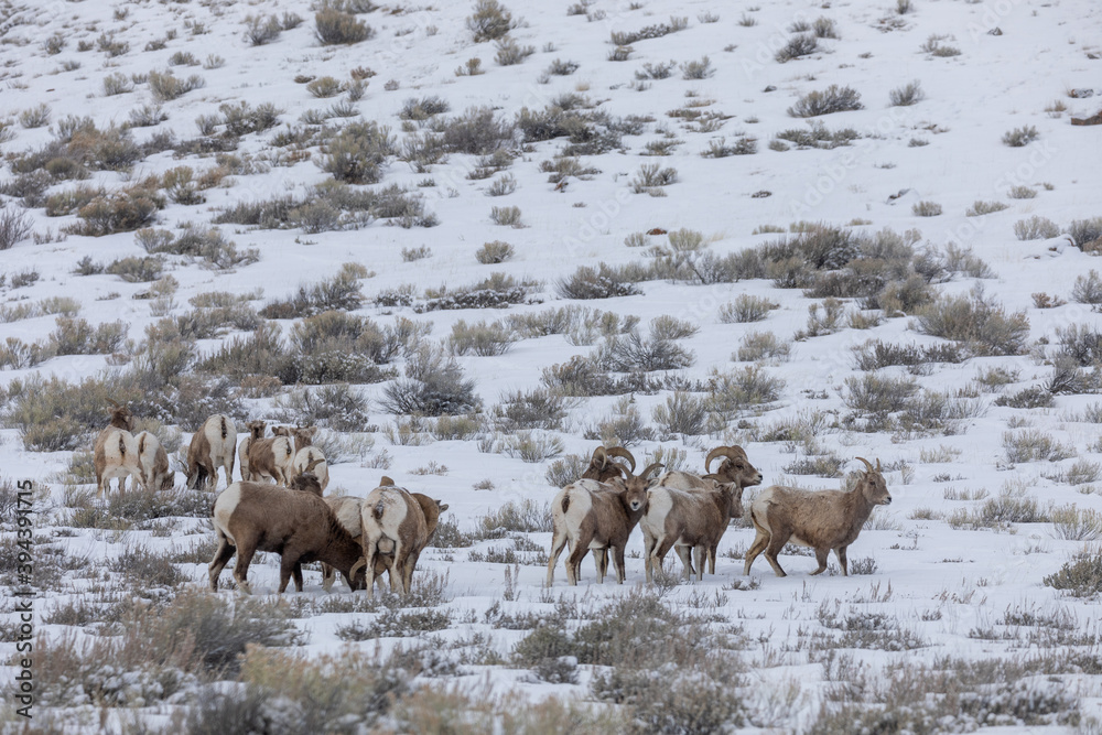 Bighorn Sheep Rutting in Snow in Wyoming Bighorn Sheep Rutting in Snow in Wyoming