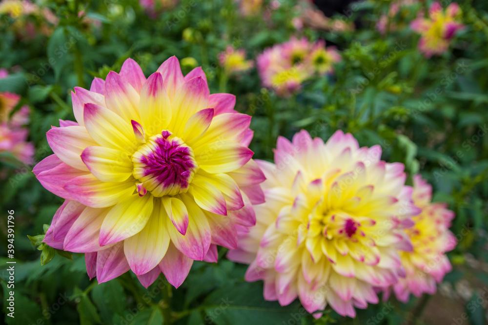 綺麗に咲くダリアの花 夢水蓮