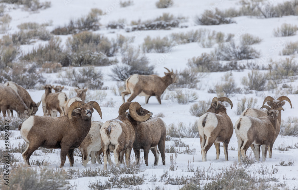Bighorn Sheep Rutting in Snow in Wyoming Bighorn Sheep Rutting in Snow in Wyoming