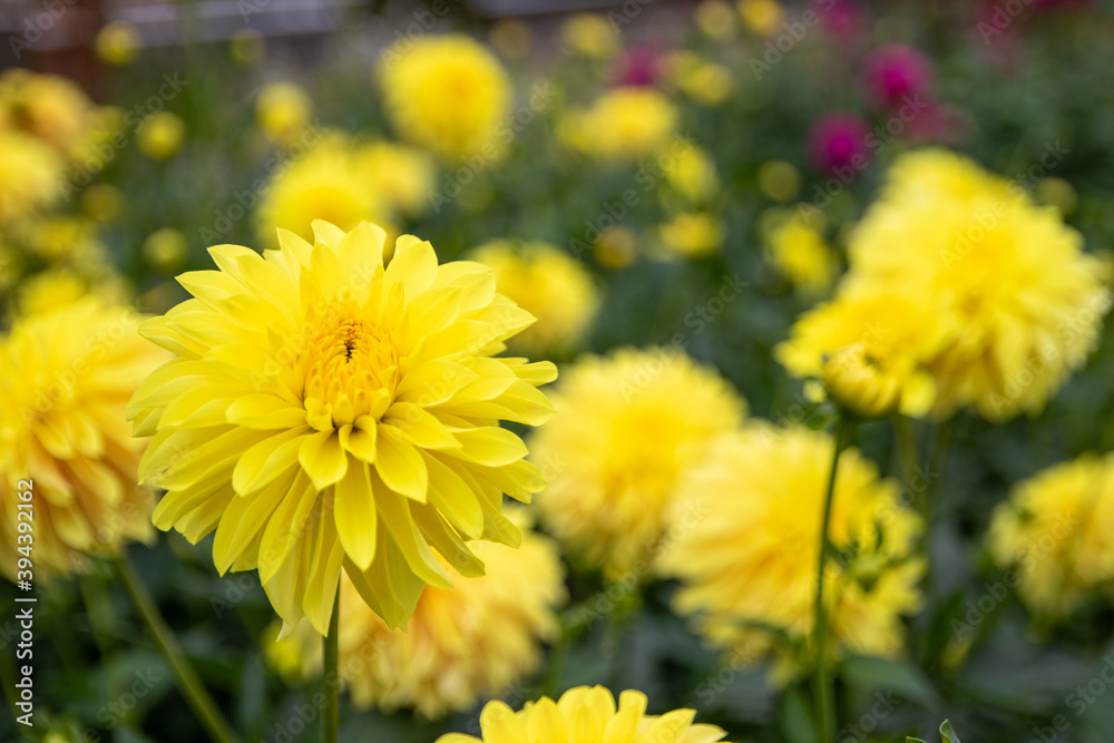 綺麗に咲くダリアの花 黄凛 綺麗に咲くダリアの花 黄凛